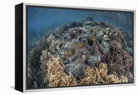 A Massive Giant Clam Grows in Raja Ampat, Indonesia-Stocktrek Images-Framed Premier Image Canvas