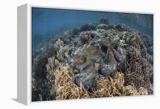 A Massive Giant Clam Grows in Raja Ampat, Indonesia-Stocktrek Images-Framed Premier Image Canvas