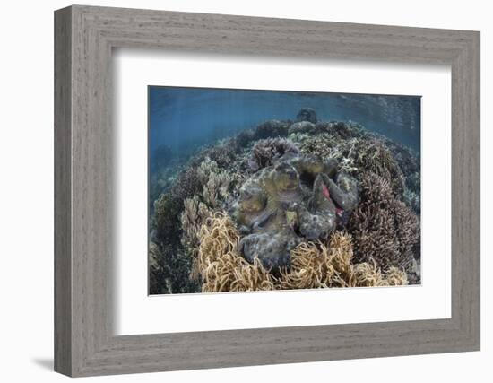 A Massive Giant Clam Grows in Raja Ampat, Indonesia-Stocktrek Images-Framed Photographic Print