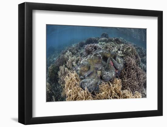 A Massive Giant Clam Grows in Raja Ampat, Indonesia-Stocktrek Images-Framed Photographic Print