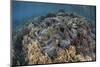 A Massive Giant Clam Grows in Raja Ampat, Indonesia-Stocktrek Images-Mounted Photographic Print