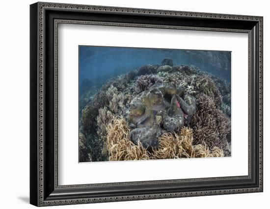 A Massive Giant Clam Grows in Raja Ampat, Indonesia-Stocktrek Images-Framed Photographic Print