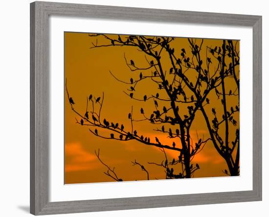 A Massive Group of Starlings Rest in a Tree at Sunrise-Alex Saberi-Framed Photographic Print