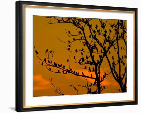 A Massive Group of Starlings Rest in a Tree at Sunrise-Alex Saberi-Framed Photographic Print