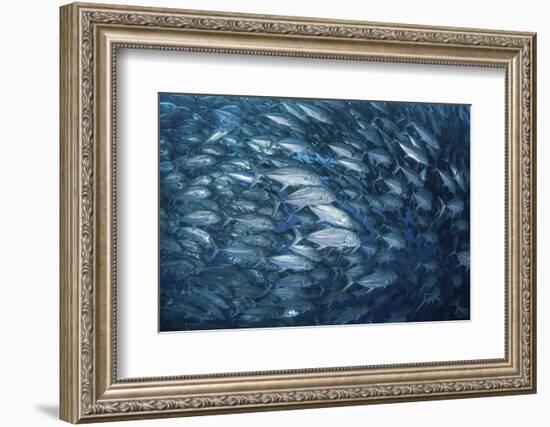 A Massive School of Bigeye Trevally Near Cocos Island, Costa Rica-Stocktrek Images-Framed Photographic Print