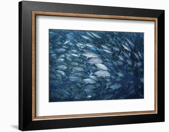 A Massive School of Bigeye Trevally Near Cocos Island, Costa Rica-Stocktrek Images-Framed Photographic Print