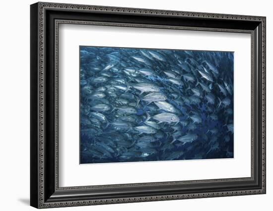 A Massive School of Bigeye Trevally Near Cocos Island, Costa Rica-Stocktrek Images-Framed Photographic Print