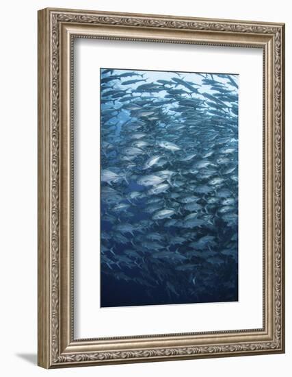 A Massive School of Bigeye Trevally Near Cocos Island, Costa Rica-Stocktrek Images-Framed Photographic Print