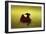 A Matador Warming Up in a Private Arena-null-Framed Photographic Print