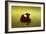 A Matador Warming Up in a Private Arena-null-Framed Photographic Print