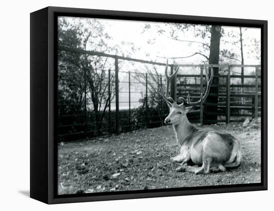 A Mature Wallich's Deer Stag-Frederick William Bond-Framed Premier Image Canvas