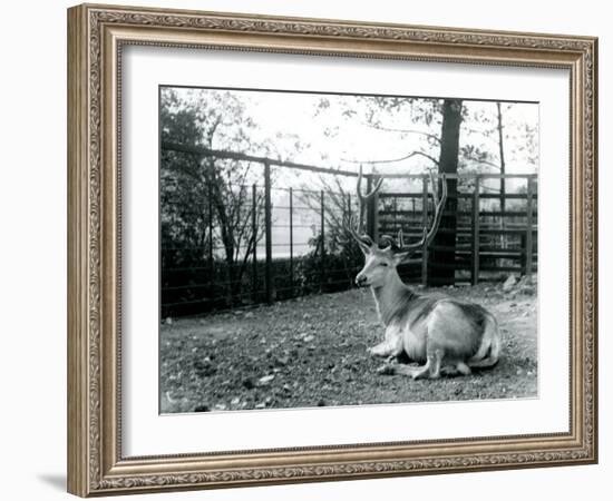 A Mature Wallich's Deer Stag-Frederick William Bond-Framed Photographic Print