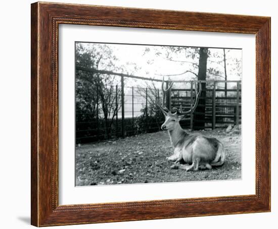 A Mature Wallich's Deer Stag-Frederick William Bond-Framed Photographic Print