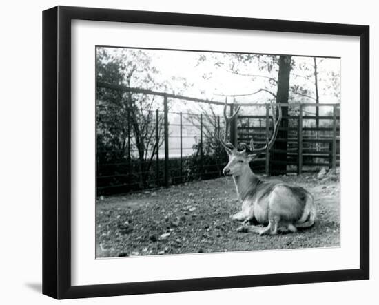 A Mature Wallich's Deer Stag-Frederick William Bond-Framed Photographic Print