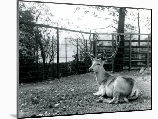 A Mature Wallich's Deer Stag-Frederick William Bond-Mounted Photographic Print