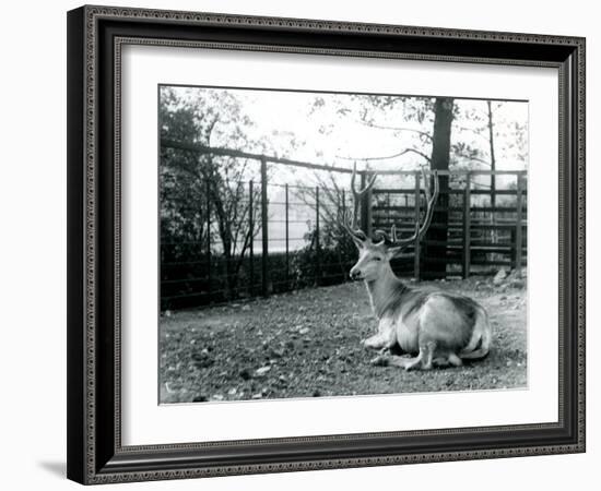 A Mature Wallich's Deer Stag-Frederick William Bond-Framed Photographic Print