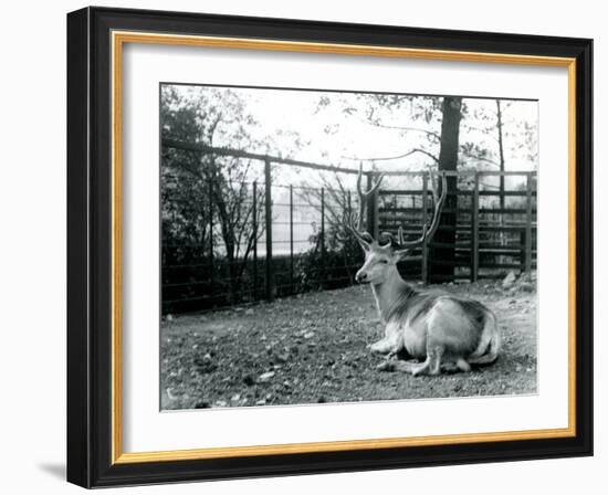 A Mature Wallich's Deer Stag-Frederick William Bond-Framed Photographic Print