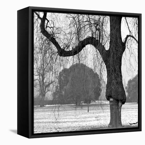 A Mature Weeping Tree in Winter in Kew Gardens with Other Trees Behind, Greater London-John Gay-Framed Premier Image Canvas