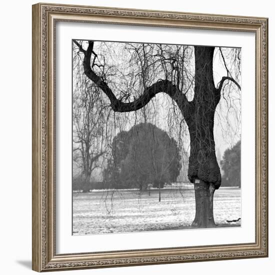 A Mature Weeping Tree in Winter in Kew Gardens with Other Trees Behind, Greater London-John Gay-Framed Photographic Print