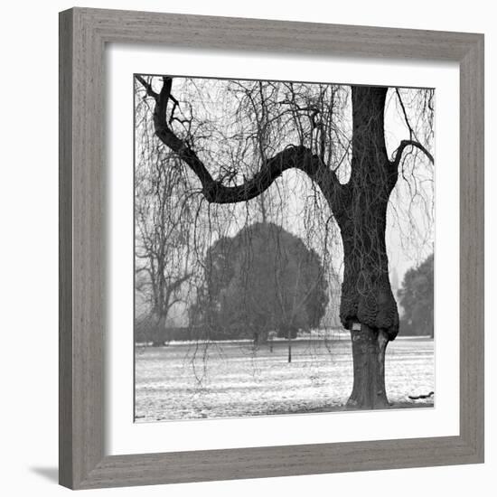 A Mature Weeping Tree in Winter in Kew Gardens with Other Trees Behind, Greater London-John Gay-Framed Photographic Print