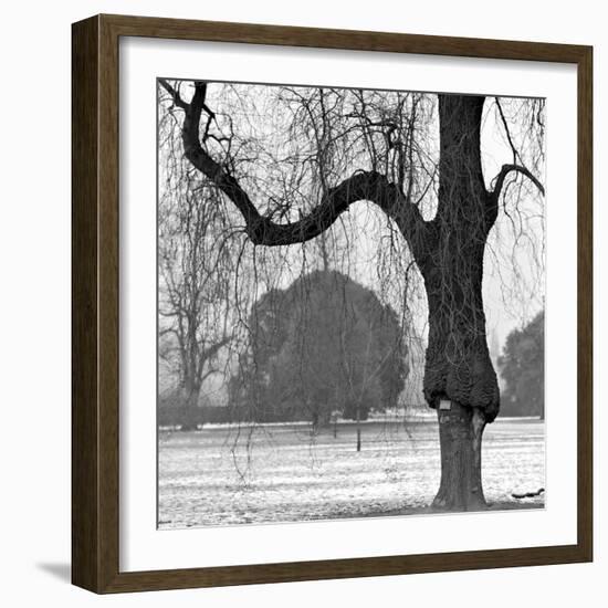 A Mature Weeping Tree in Winter in Kew Gardens with Other Trees Behind, Greater London-John Gay-Framed Photographic Print