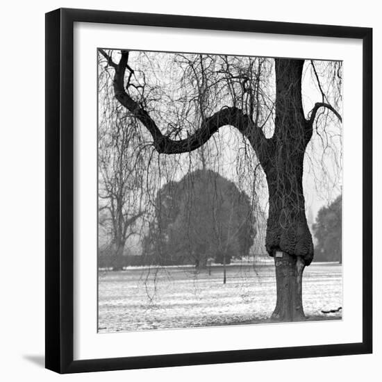 A Mature Weeping Tree in Winter in Kew Gardens with Other Trees Behind, Greater London-John Gay-Framed Photographic Print