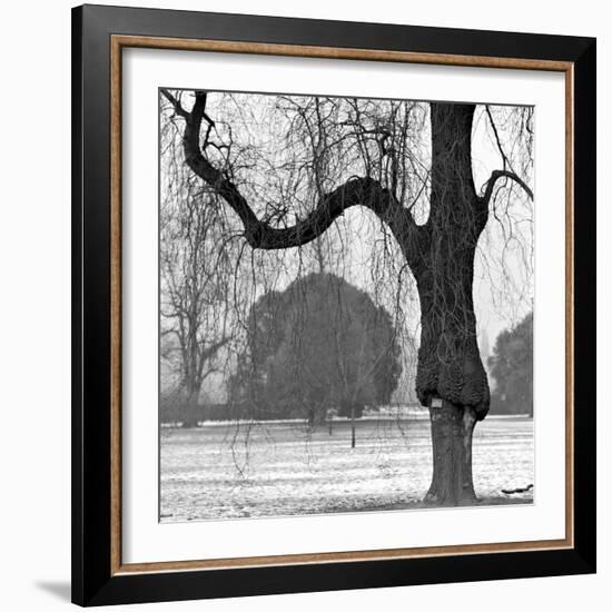 A Mature Weeping Tree in Winter in Kew Gardens with Other Trees Behind, Greater London-John Gay-Framed Photographic Print