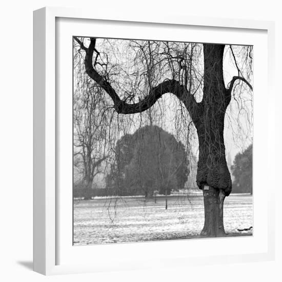 A Mature Weeping Tree in Winter in Kew Gardens with Other Trees Behind, Greater London-John Gay-Framed Photographic Print