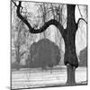 A Mature Weeping Tree in Winter in Kew Gardens with Other Trees Behind, Greater London-John Gay-Mounted Photographic Print