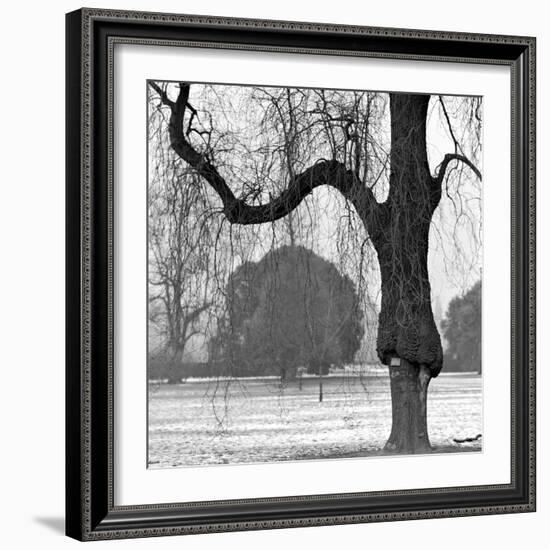 A Mature Weeping Tree in Winter in Kew Gardens with Other Trees Behind, Greater London-John Gay-Framed Photographic Print