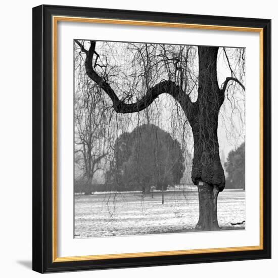 A Mature Weeping Tree in Winter in Kew Gardens with Other Trees Behind, Greater London-John Gay-Framed Photographic Print