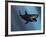 A Megalodon Shark from the Cenozoic Era-Stocktrek Images-Framed Photographic Print