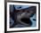 A Megalodon Shark from the Cenozoic Era-Stocktrek Images-Framed Photographic Print