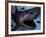 A Megalodon Shark from the Cenozoic Era-Stocktrek Images-Framed Photographic Print