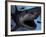 A Megalodon Shark from the Cenozoic Era-Stocktrek Images-Framed Photographic Print