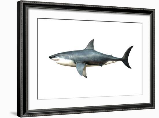 A Megalodon Shark from the Cenozoic Era-null-Framed Art Print