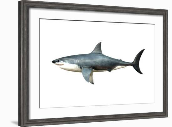 A Megalodon Shark from the Cenozoic Era-null-Framed Art Print