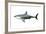 A Megalodon Shark from the Cenozoic Era-null-Framed Art Print