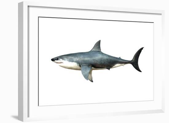 A Megalodon Shark from the Cenozoic Era-null-Framed Art Print