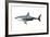 A Megalodon Shark from the Cenozoic Era-null-Framed Art Print