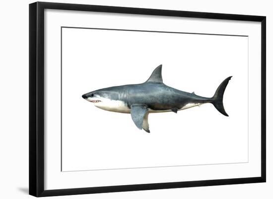 A Megalodon Shark from the Cenozoic Era-null-Framed Art Print