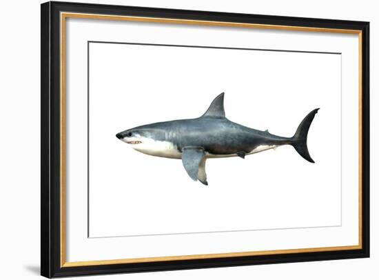 A Megalodon Shark from the Cenozoic Era-null-Framed Art Print