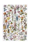 Flowers, Larousse 1913-A Millot-Mounted Giclee Print