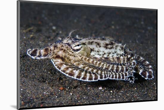 A Mimic Octopus (Thaumoctopus Mimicus) Makes A 'Poisonous Sole' Impression, Java Sea, Puri Jati-Alex Mustard-Mounted Photographic Print