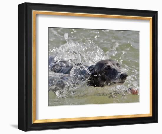 A Mini Italian Greyhound Named Gi-null-Framed Photographic Print