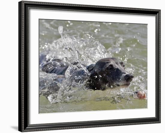 A Mini Italian Greyhound Named Gi-null-Framed Photographic Print