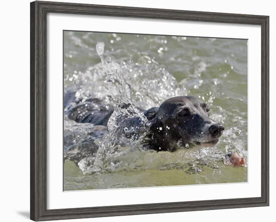 A Mini Italian Greyhound Named Gi-null-Framed Photographic Print