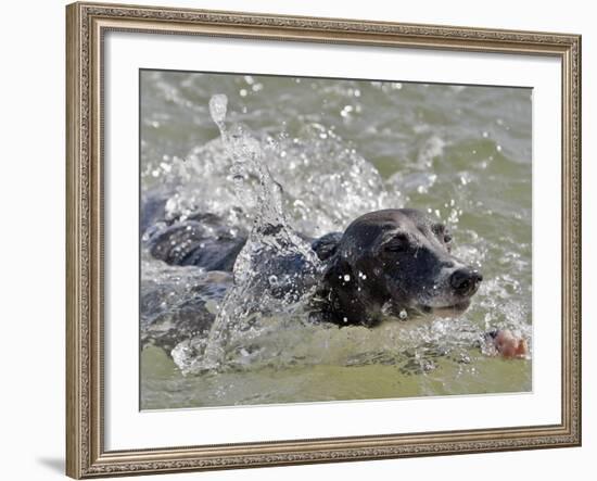 A Mini Italian Greyhound Named Gi-null-Framed Photographic Print