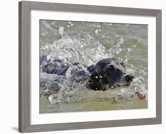 A Mini Italian Greyhound Named Gi-null-Framed Photographic Print