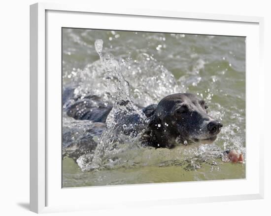 A Mini Italian Greyhound Named Gi-null-Framed Photographic Print